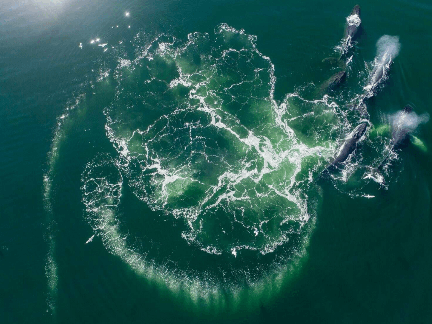 How Scientists Count Humpback Whales | Samaná Guide
