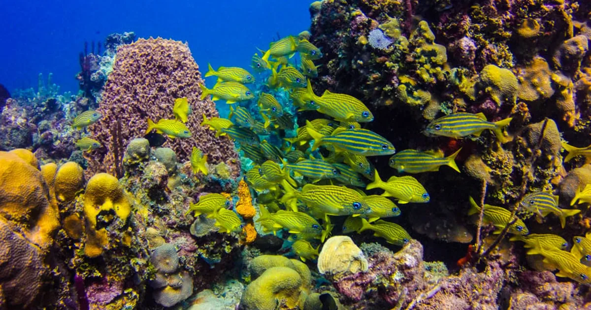 Catalina Island and Snorkeling with Catamaran Party From Punta Cana - Half Day Experience - Image 2