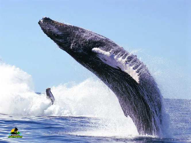 Excursion Whale Watching Samaná Bay + Caño Hondo + Los Haitises  from Samaná port - Image 9